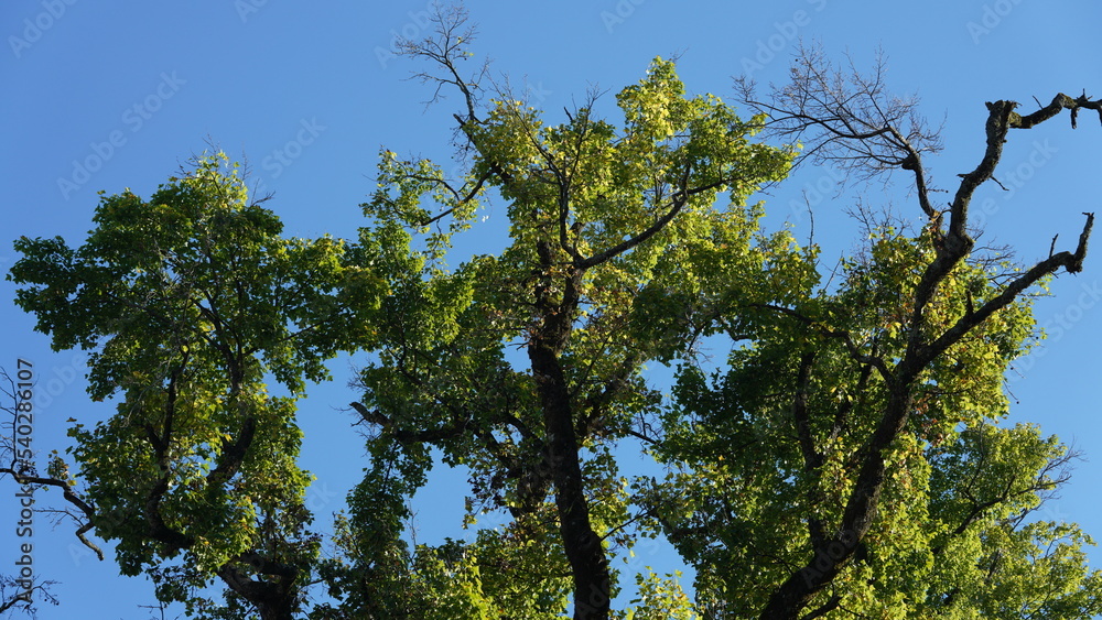 The old and big tree view full of the green leaves on it in the countryside of the China The old and big tree view full of the green leaves on it in the countryside of the China