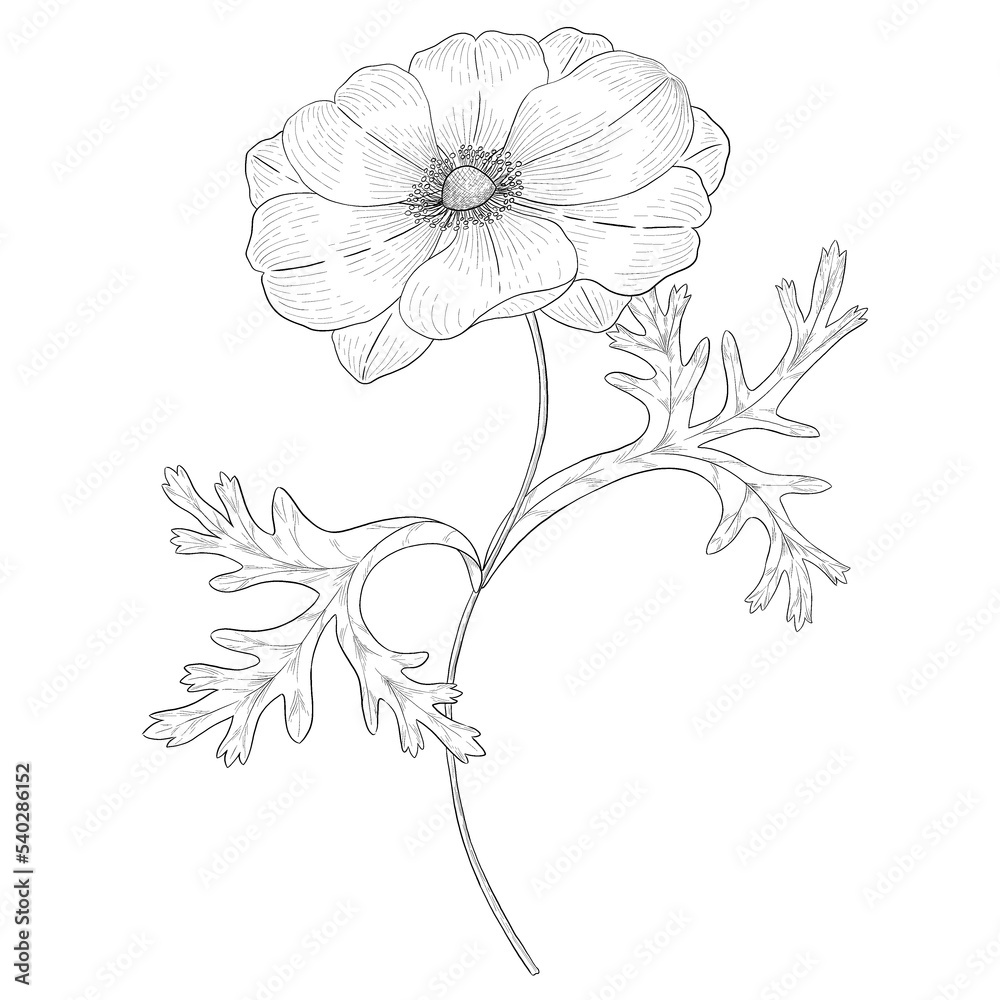 Anemone outline botanical illustration Anemone outline botanical illustration