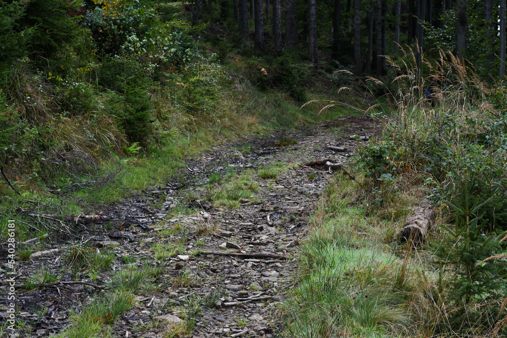 stone path in the woods stone path in the woods