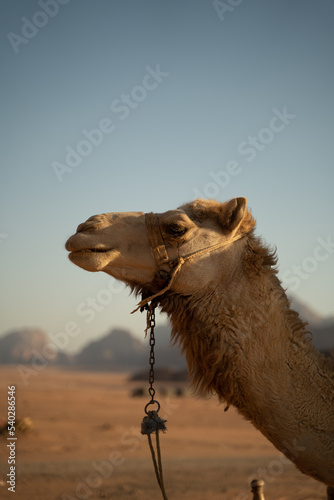 Kamel Portrait in der Wüste