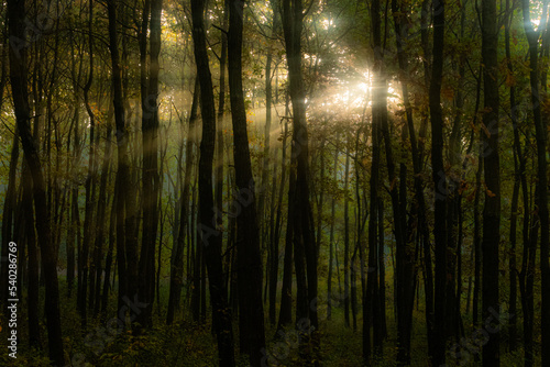 Promienie słońca w lesie © KoLesfot
