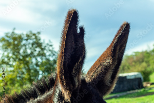 Close up of the lhe large ears of a donkey with a rural background. photo