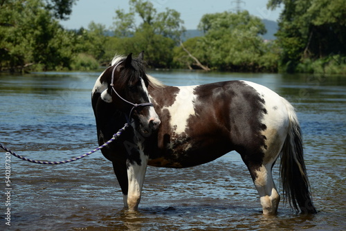Badetag mit Pferd. Geschecktes Pferd im Fluss