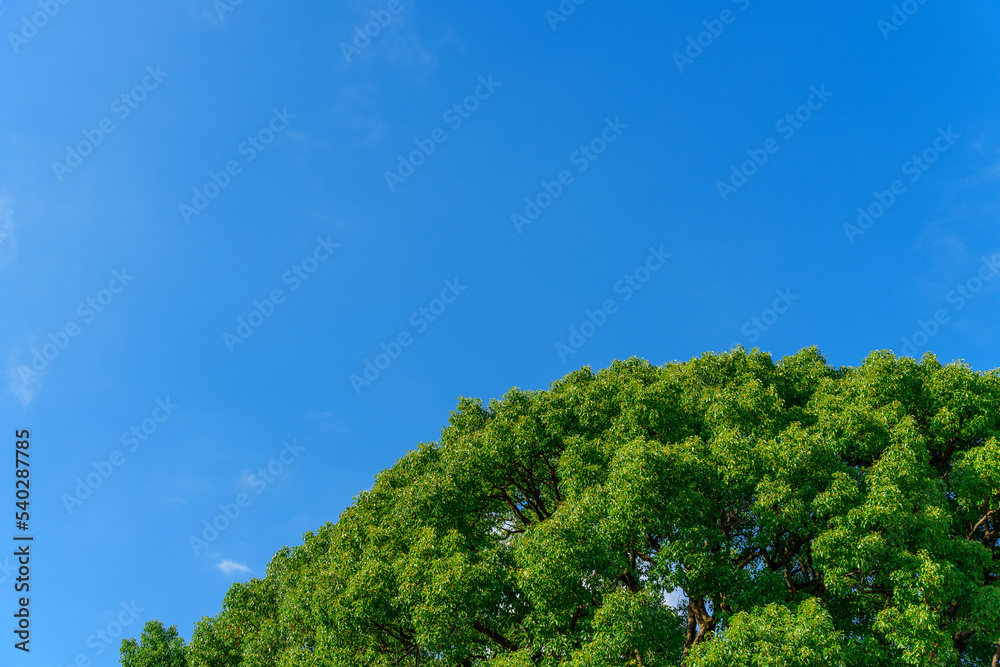 木と青空