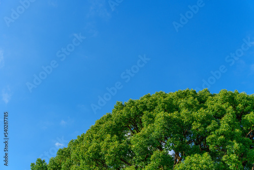 木と青空 © Nakamasa_0714