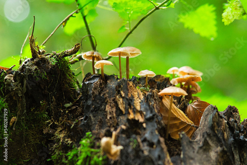 Pilze am Waldboden