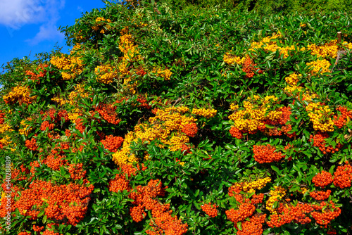 A rowan shrub (sorbus aucuparia) with ripe yellow and orange rowan berries in sunlight. © Mickis Fotowelt