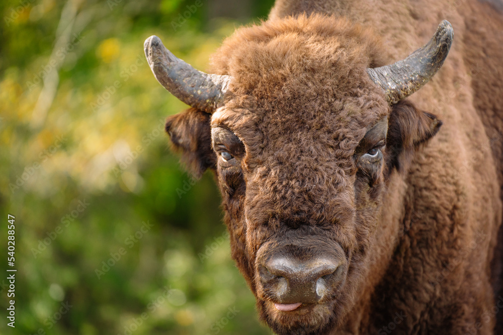Bison in reservation Bison in reservation