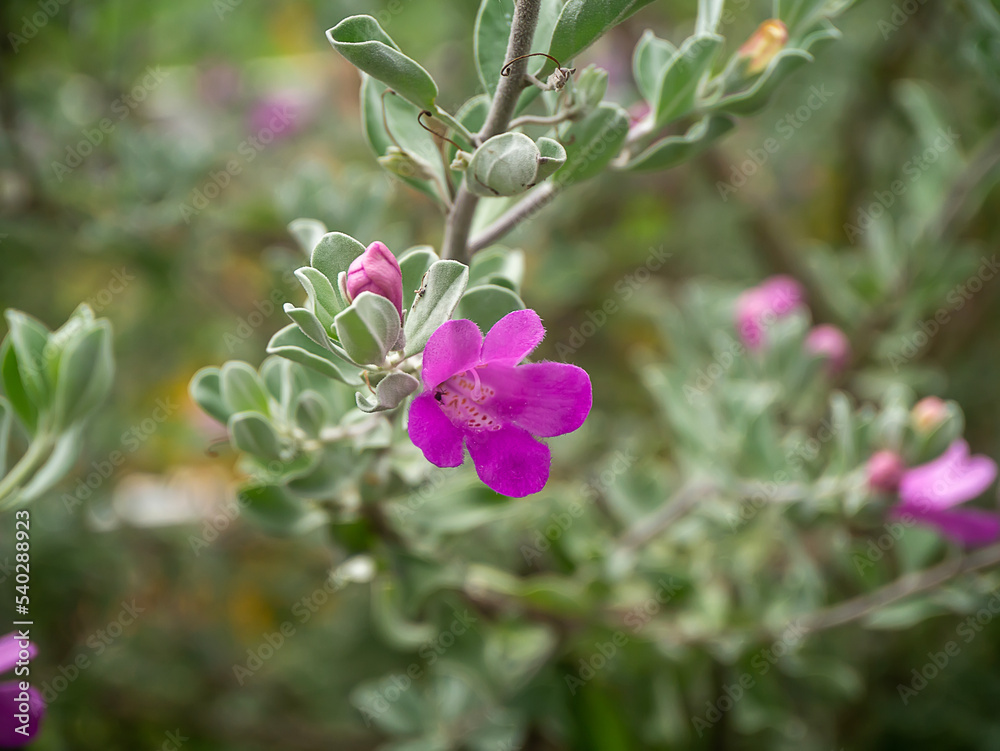 Close up Ash Plant, Barometer Brush, Purple Sage, Texas Ranger flower with leaves. Close up Ash Plant, Barometer Brush, Purple Sage, Texas Ranger flower with leaves.
