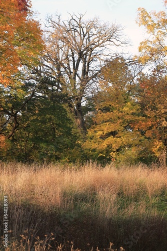 autumn in the forest