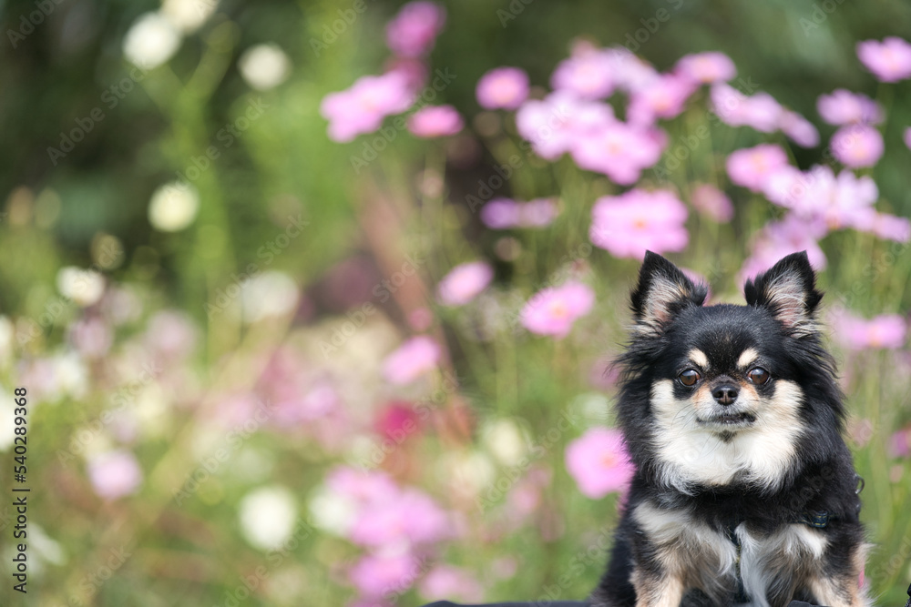 チワワと秋桜 チワワと秋桜