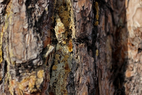 Fototapeta Naklejka Na Ścianę i Meble -  a drop of amber resin flows down a tree trunk