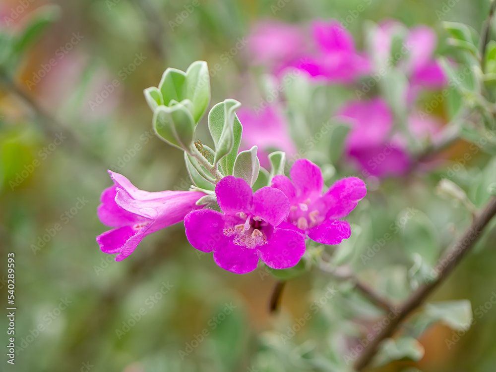 Close up Ash Plant, Barometer Brush, Purple Sage, Texas Ranger flower with leaves.
