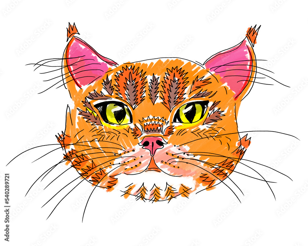 orange cat