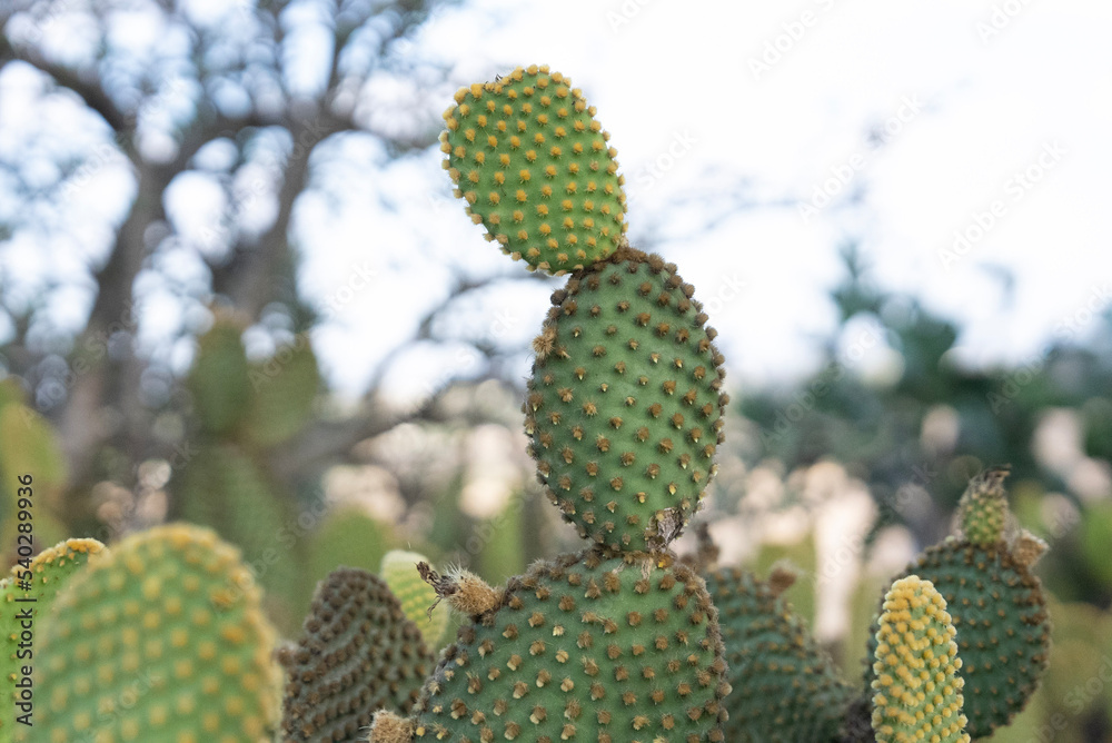 prickly cactus prickly cactus