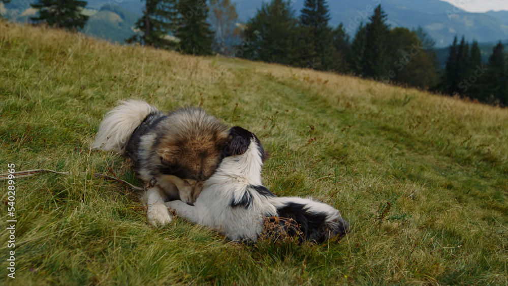 Two dogs playing lying green mountains slope close up. Animals biting each other