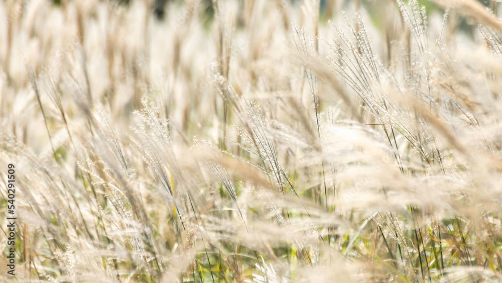 Fototapeta premium 芒