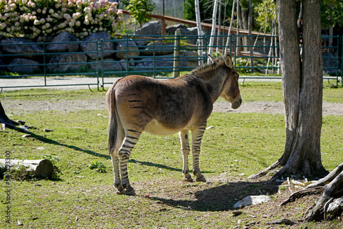 A picture of a mixed donkey and zebra, zonkey, zebroid photo