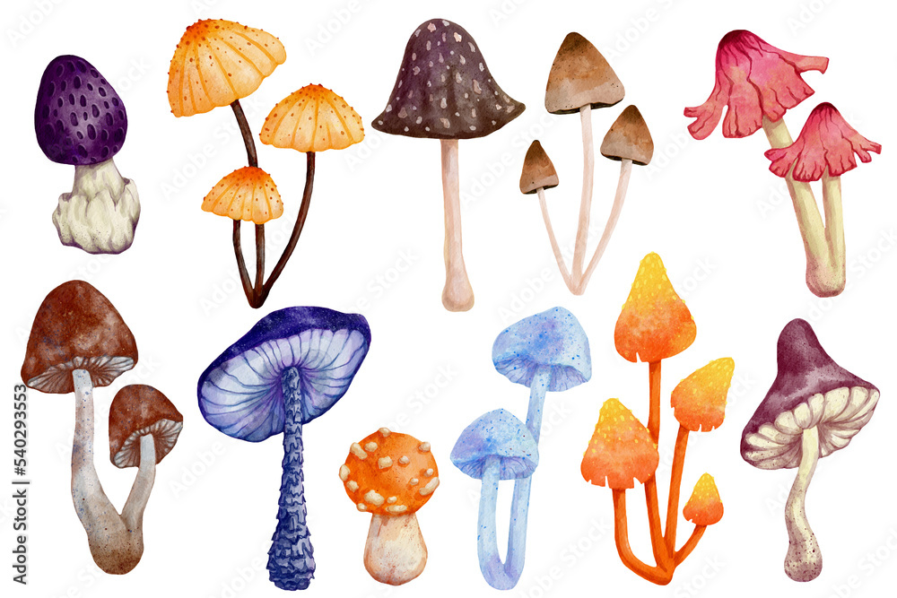 Collection of watercolor mushrooms of pale toadstools. Collection of watercolor mushrooms of pale toadstools.