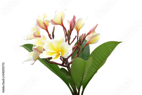 colourful delicate frangipani flower with foliage isolated on transparent
