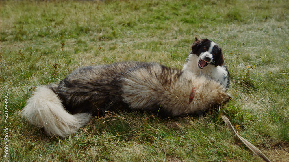 Two dogs having fun in summer mountains closeup. Furry animals playing together.