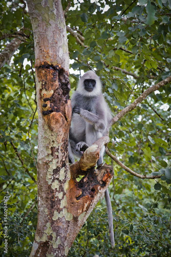 Obraz premium lion tailed macaque on tree