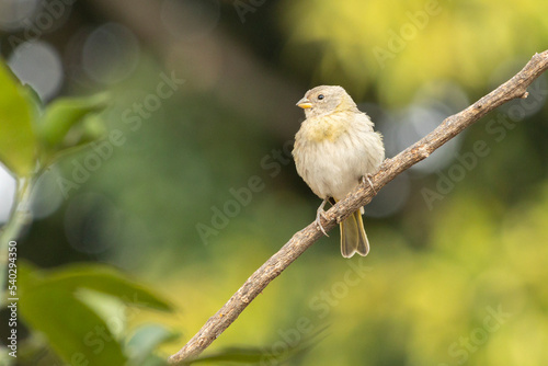 A female of Saffron Finch also known as Canario or Chirigue Azafranado is a yellow bird typical of Brazil. Species Sicalis flaveola. Birdwatcher.  Bird lover. Birding. Yellow bird. photo