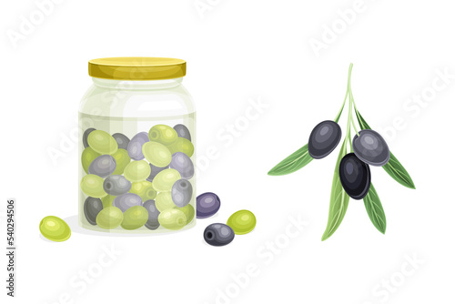 Olive Green Branch and Canned Jar with Fruit Vector Set