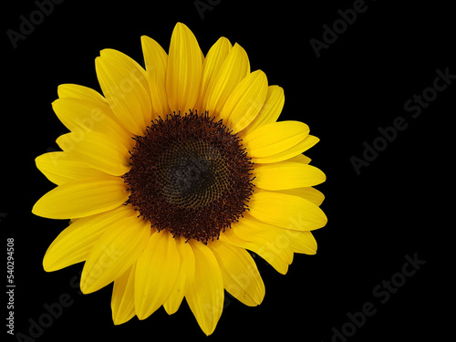 Sunflower flower, natural, isolated on black background with space for text.