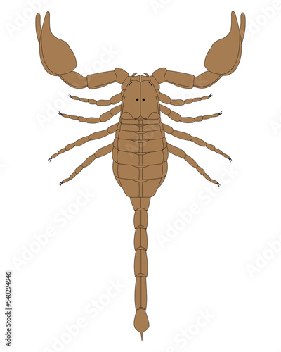 Scorpion anatomy (dorsal view). On white background. 