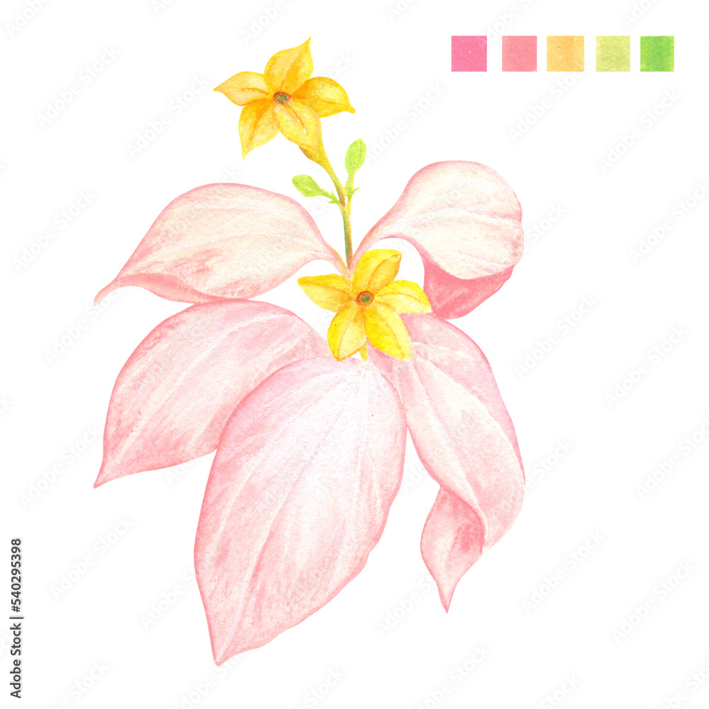 Watercolor plant portrait Philippine flora Mussaenda philippica Queen Sirikit