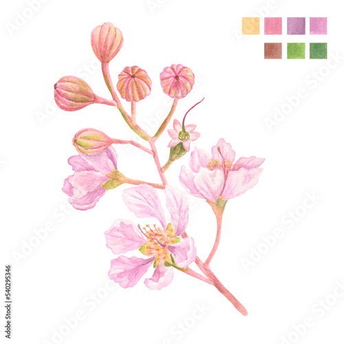 Fototapeta Naklejka Na Ścianę i Meble -  Watercolor plant portrait Philippine flora Lagerstroemia speciosa Banaba flower stem