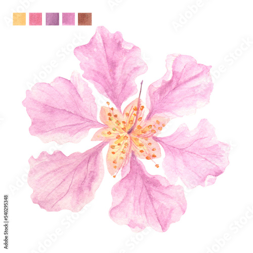 Fototapeta Naklejka Na Ścianę i Meble -  Watercolor plant portrait Philippine flora Lagerstroemia speciosa Banaba flower