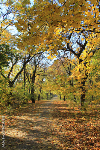 Alley in the autumn park on a sunny day.