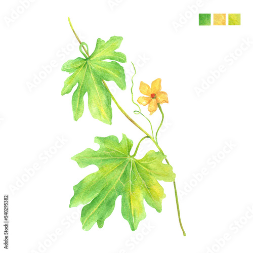 Fototapeta Naklejka Na Ścianę i Meble -  Watercolor plant portrait Momordica charantia bitter gourd leaves