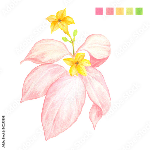 Fototapeta Naklejka Na Ścianę i Meble -  Watercolor plant portrait Philippine flora Mussaenda philippica Queen Sirikit