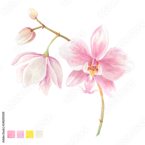 Fototapeta Naklejka Na Ścianę i Meble -  Watercolor plant portrait Philippine flora Phalaenopsis schilleriana orchid stem of flowers