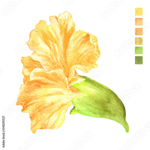 Fototapeta Naklejka Na Ścianę i Meble -  Watercolor plant portrait Philippine flora Narra flower