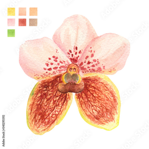 Watercolor plant portrait Philippine flora Vanda sanderiana orchid flower photo
