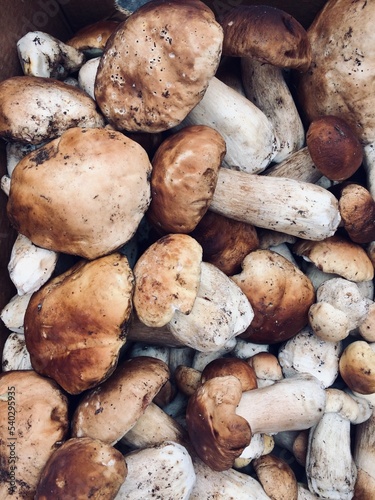 background of mushrooms