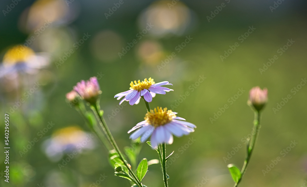 Close-up view of the daisies in the garden Close-up view of the daisies in the garden