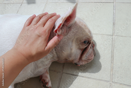 white French bulldog  or lie down French bulldog ,sleepy dog or sunbathe dog or pat dog
