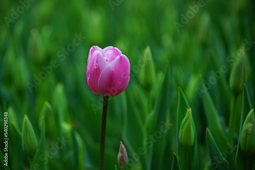 a single tulip bloomed among unopened tulips