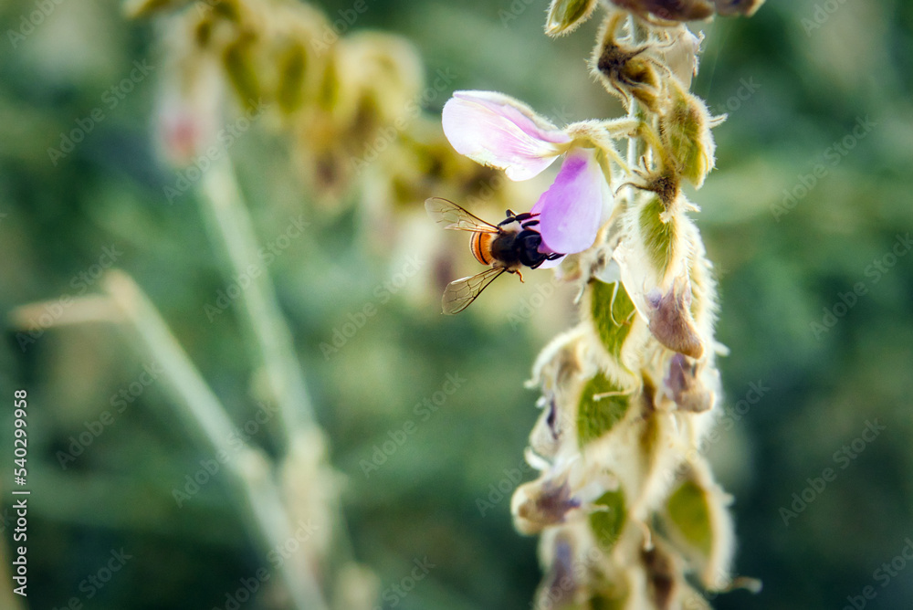 Fototapeta premium dragonfly on a flower