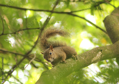 squirrel on a tree © Paula