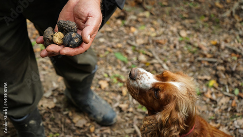 A man holding truffles mushrooms in front of a dog.      