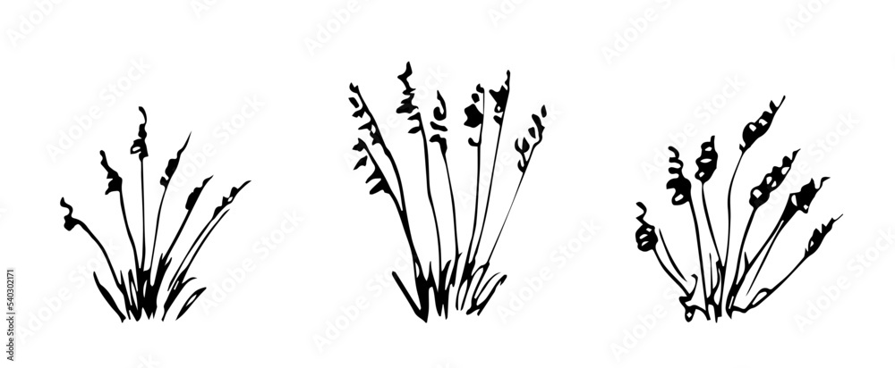 Fototapeta premium Simple vector black outline drawing. Desert steppe plants, feather grass, bushes, pampas bunches. Nature, prairie landscape. Herbal elements set.