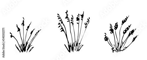 Simple vector black outline drawing. Desert steppe plants, feather grass, bushes, pampas bunches. Nature, prairie landscape. Herbal elements set.
