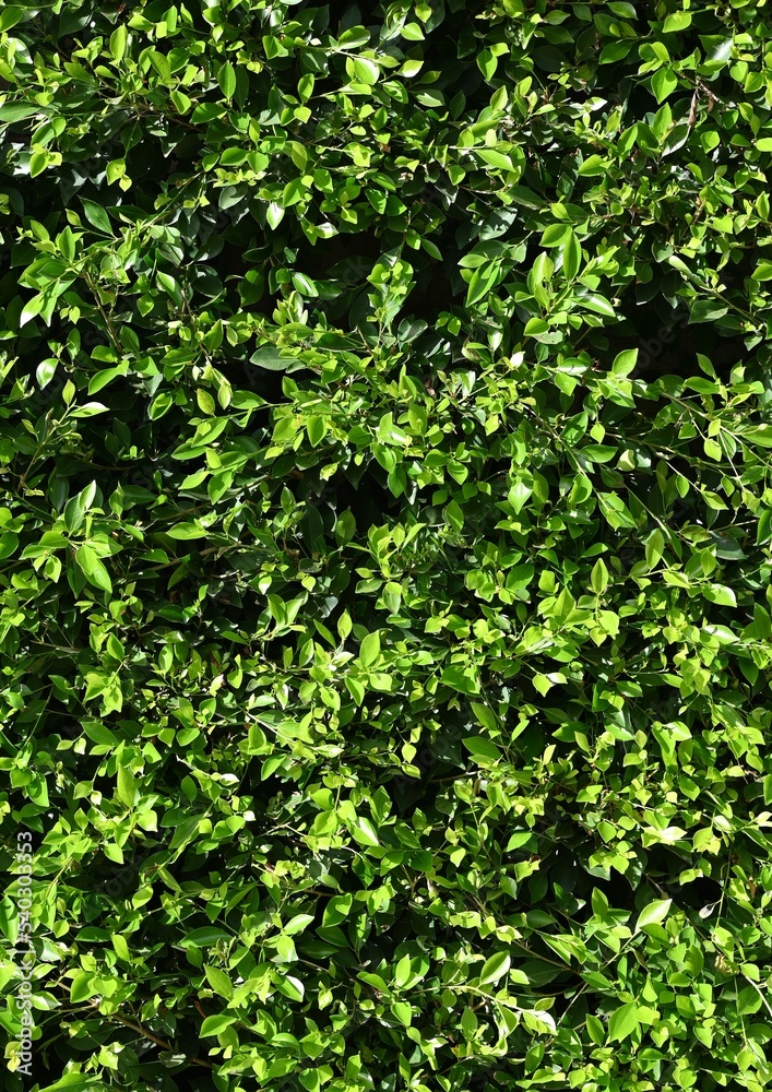 Fondo natural con detalle y textura de multiples hojas en diferentes tonos verdes Fondo natural con detalle y textura de multiples hojas en diferentes tonos verdes