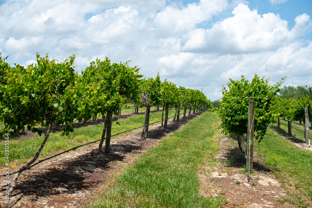 Rows of grapevines, trees, and cultivated plants on trellises. The farmlands' spring crop is a green grape for wine production. Between each row of vines are rows of green grass. The sky is cloudy.